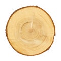 Tree trunk cross section. CLIPPING PATH