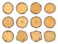 Tree trunk cross section. Round pine logs, forest wood circle and tree rings vector illustration set Royalty Free Stock Photo
