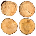 Tree trunk cross section set Royalty Free Stock Photo