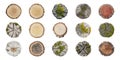 Tree Trunk Cross-Section Textures Set. Natural Patterns And Growth Rings Collection Isolated On Transparent Background Royalty Free Stock Photo