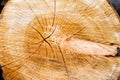 Tree trunk cross section Royalty Free Stock Photo