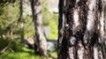 Tree trunk with crust detail. Blurred forest, nature background. Copyspace, close up view.