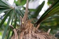 Tree trunk and leaf of cuban coconut palm coccothrinax crinata arecaceae Royalty Free Stock Photo