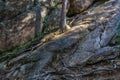 Tree trunk with curved roots grows on stone rocks covered with moss in light of sun with shadows. Cliff in nature Royalty Free Stock Photo