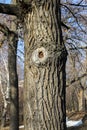 A tree trunk with cut branch stub