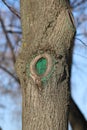 A tree trunk with cut branch stub painted with green paint