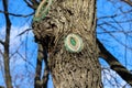 A tree trunk with cut branch stub painted with green paint