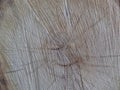 Tree trunk cut for wood dry age rings