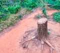 Tree trunk cut in the woods with roots Royalty Free Stock Photo