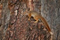 Tree trunk with cute squirrel. Okavango delta, Botswana, Africa. Wildlife nature. Tree Squirrel, Paraxerus cepapi chobiensis,