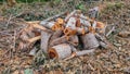 Tree trunk cuttings for firewood taken from the forest