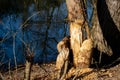 Tree trunk damaged by a beaver Royalty Free Stock Photo