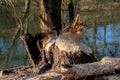 Tree trunk damaged by a beaver Royalty Free Stock Photo