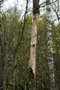 Tree Trunk Damaged by Woodpecker in Spring Forest