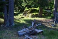 Tree trunk debris Royalty Free Stock Photo