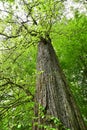 Tree trunk deep green wood