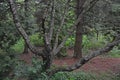 Tree trunk in Dendrology garden in Pereslavl-Zalessky city Royalty Free Stock Photo