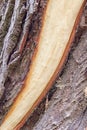 Tree trunk with detached bark