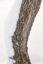 Tree trunk detail covered by snow. Winter time Royalty Free Stock Photo