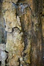 Tree trunk detail texture as natural background. Bark tree texture wallpaper. Royalty Free Stock Photo