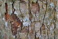 Tree trunk detail texture as natural background. Bark tree texture wallpaper. Royalty Free Stock Photo