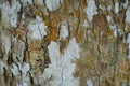 Tree trunk detail texture as natural background. Bark tree texture wallpaper. Durian tree Bark. Abstract background.