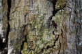 Tree trunk detail texture as natural background. Bark tree texture wallpaper. Royalty Free Stock Photo