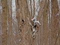 Tree trunk detail  in a winter forest with snow Royalty Free Stock Photo