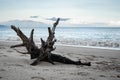 Tree Trunk Driftwood At The Seashore