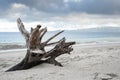 Tree Trunk Driftwood At The Seashore