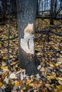 Tree trunk eaten by beaver