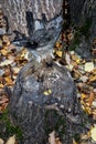 Tree trunk eaten by beaver