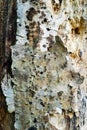 Tree trunk, eaten by pests, closeup. Dry wood texture with holes left by termites. Protecting forests from pests