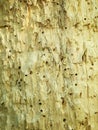 Tree trunk, eaten by pests, closeup. Dry wood texture with holes left by termites. Protecting forests from pests.