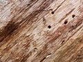 Tree trunk, eaten by pests, closeup. Dry wood texture with holes left by termites. Protecting forests from pests.