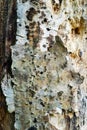 Tree trunk, eaten by pests, closeup. Dry wood texture with holes left by termites. Protecting forests from pests.