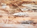 Tree trunk, eaten by pests, closeup. Dry wood texture with holes left by termites. Protecting forests from pests.