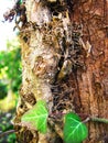 Tree trunk entwined with ivy vines in the garden Royalty Free Stock Photo