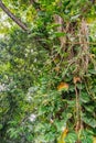 Tree trunk entwined with liana in tropical forest