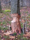 Tree trunk with evidence of beaver activity Royalty Free Stock Photo