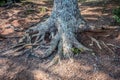 Tree trunk with exposed roots Royalty Free Stock Photo