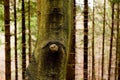 Tree trunk eye in a deep conifer forest. Tree bark in the shape of eyes Royalty Free Stock Photo