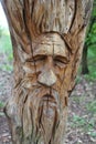 Tree face art of a grumpy old man Royalty Free Stock Photo