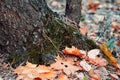 Tree trunk with fallen autumn leaves close up