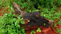 Tree trunk fallen on the ground. Tree lump stump in the bush