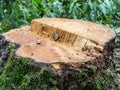Tree trunk felled in the wood
