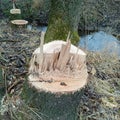 tree trunk after tree felling Royalty Free Stock Photo