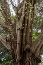 Tree trunk of a ficus virens tree with new growth