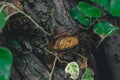 Tree trunk with the figure of an eye