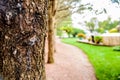 Tree Trunk in Focus and Garden Blurred Royalty Free Stock Photo
